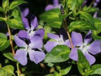 Großblättriges Immergrün 'Maculata', 15-20 cm, Vinca major 'Maculata', Topfware Großblättriges Immergrün 'Maculata', 15-20 cm, Vinca major 'Maculata', Topfware von Vinca major 'Maculata'