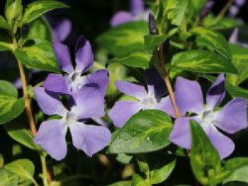 Großblättriges Immergrün 'Maculata', 15-20 cm, Vinca major 'Maculata', Topfware von Vinca major 'Maculata'