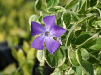 Großblättriges Immergrün 'Variegata', Vinca major 'Variegata', Topfware von Vinca major 'Variegata'