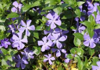 Großblättriges Immergrün, 5-15 cm, Vinca major, Topfware von Vinca major