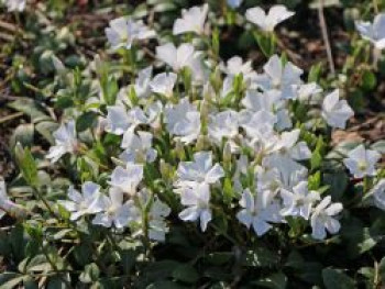 Weißes Immergrün 'Alba' / Vinca 'Alba', Vinca minor 'Alba', Topfware von Vinca minor 'Alba'