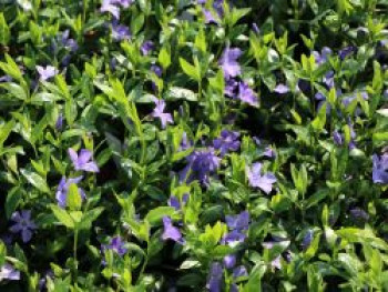 Kleines Immergrün 'Anna', Vinca minor 'Anna', Topfware von Vinca minor 'Anna'