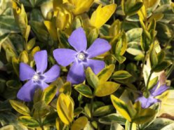 Kleinblättriges Immergrün 'Aureovariegata', Vinca minor 'Aureovariegata', Topfware von Vinca minor 'Aureovariegata'