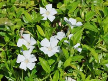Kleines Immergrün 'Elisa', 5-15 cm, Vinca minor 'Elisa', Topfware Kleines Immergrün 'Elisa', 5-15 cm, Vinca minor 'Elisa', Topfware von Vinca minor 'Elisa'