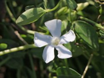 Kleines Immergrün 'Gertrude Jekyll', Vinca minor 'Gertrude Jekyll', Topfware von Vinca minor 'Gertrude Jekyll'