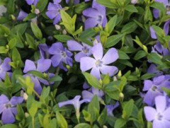 Kleines Garten-Immergrün 'Josefine', Vinca minor 'Josefine', Topfware von Vinca minor 'Josefine'