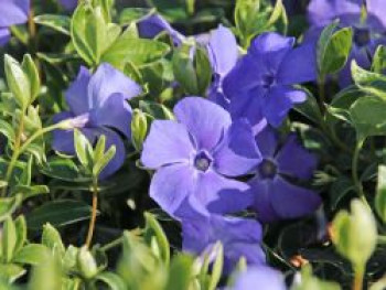 Kleinblättriges Immergrün 'Ralph Shugert', Vinca minor 'Ralph Shugert', Topfware von Vinca minor 'Ralph Shugert'