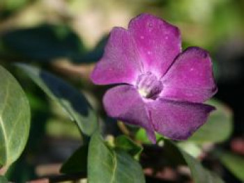 Immergrün 'Rubra' / 'Atropurpurea', 15-20 cm, Vinca minor 'Rubra' / 'Atropurpurea', Topfware von Vinca minor 'Rubra' / 'Atropurpurea'