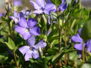 Kleinblättriges Immergrün, 15-20 cm, Vinca minor, Topfware von Vinca minor