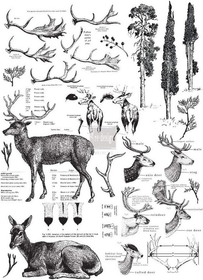 Vintage Paint Wandtattoo Vintage Paint ReDesign Transferfolie Decor f. Möbel Wände Dekoartikel, Klassisches Tattoo für Möbel. Wände, Dekor und Accessoires von Vintage Paint