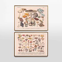 2Er Set Vintage Drucke Pilze Poster Eßbare Und Giftige Schädliche Antike Illustration Küchenposter Wandschmuck Wanddekoration Bild von VintageArtQuarter