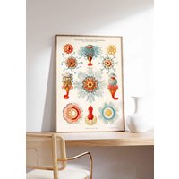 Vintage Poster Kunstformen Der Natur Hydromedusen Röhrenquallen Von Haeckel Antike Illustration Jellyfisch Wanddekoration Badezimmer von VintageArtQuarter