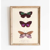 Vintage Print Schmetterlinge Poster Kunstdruck Antike Illustration Lexikon Retro Wanddekoration Wandschmuck Geschenkidee Insekten Wanddekor Vintage Print Schmetterlinge Poster Kunstdruck Antike Illustration Lexikon Retro Wanddekoration Wandschmuck Geschenkidee Insekten Wanddekor von VintageArtQuarter