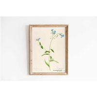 Vintage Print Vergissmeinnicht Blume Zierpflanze Botanik Poster Florale Wandkunst Forget Me Not Wandschmuck Landhaus Wanddekoration von VintageArtQuarter