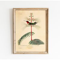 Vogel Poster Vintage Druck Le Petit Rubis De La Caroline Lexikon Farn Kolibri Wandschmuck Landhaus Wanddekoration Bild Cottagecore Wall Art von VintageArtQuarter