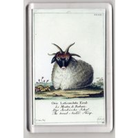 Vintage Schaf-Kühlschrankmagnet 1780 Nature Art von VintagePapertrails