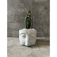 Planter/Blumentopf Übertopf Aus Steinguss von ViridianStone