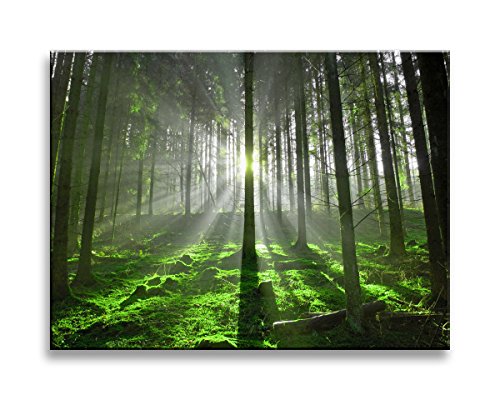 Visario Bild & Kunstdruck 4306 der Deutschen Marke 40 x 30 cm Bilder auf Leinwand Kunstdrucke Wald Wandbild einteilig von Visario