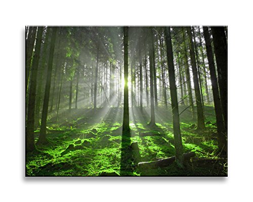 bestpricepictures Bild auf Leinwand Wald Bäume 4306-SCT deutsche Marke und Lager - Die Bilder/das Wandbild/der Kunstdruck ist fertig gerahmt 40 x 30 cm von Visario