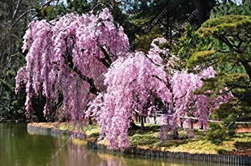 Vista 10 teile/beutel weinende sakura samen, kirschblüten samen, schöne sakura baum bonsai topfpflanze baum blumensamen für hausgarten 4 von Vista