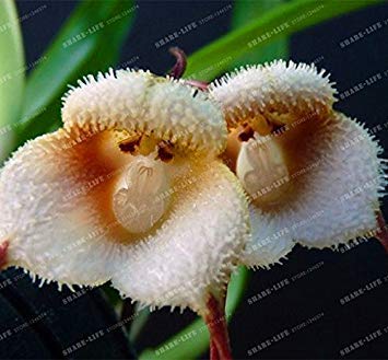 Vista 100 stücke 5 arten Niedlichen Affengesicht Orchidee Samen Affe Orchidee Bonsai pflanzen Blumen Samen für haus & garten Freies Verschiffen 2 von Vista