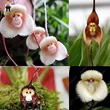 Vista 100 stücke Seltene Orchidee Samen Japanischen Affen Gesicht Orchidee Blumensamen Hausgarten Bonsai Topfpflanzen Zier Bonsai Pflanzen von Vista