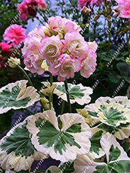 Vista 100 teile/beutel rote geranie samen seltene bonsai blumensamen mehrjährige pflanze Pelargonium Peltatum Seeds Innenräume für hausgarten 1 von Vista