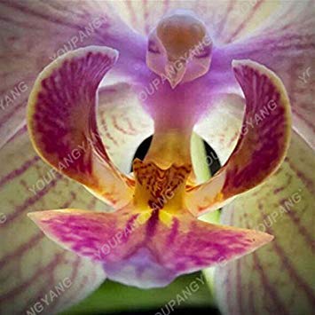 Vista 100 teile/paket japanische radiata samen weiß reiher orchidee samen weltweit seltene orchidee arten weiß baison blumen orchidee garten orchidee samen von Vista