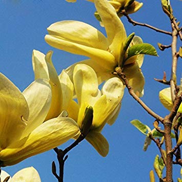 Vista 20 Teile/beutel Gelbe Magnolie Samen Mehrjährige Blütenpflanzen Topf Baum Charming Chinesische Blumen von Vista