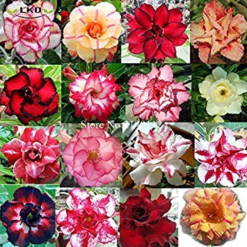 Vista Adenium Mix Seeds Frische Wüstenrose Mix Samen Seltene echte Adenium Obesum Samen R12 von Vista