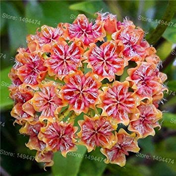 Vista Seltene Hoya samen mischfarbe Blumensamen Orchidee Blumensamen 200 Teile/Paket Natürliches wachstum Bonsai Samen für Haus & Garten 1 von Vista