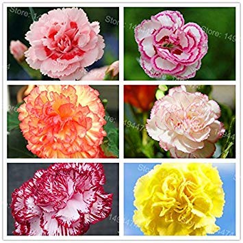 Vista Seltene Nelken Samen mischfarbe Blumen Samen 100 teile/beutel Dianthus caryophyllus bonsai Blumen Samen für Hausgarten Mutter Geschenk von Vista