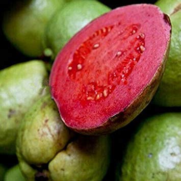 Vistaric 10 Samen/Pack DIY Hausgarten Pflanze frische Samen Guave Psidium Guajava Thai Rosa Große Früchte Samen Freies Verschiffen von Vistaric