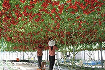 Vistaric 100 italienische Baumtomate * SELTENES HEIRLOOM !!* Samen des Lebens TOMATE RIESENBAUM Fruchtsamen von Vistaric