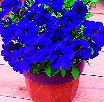 Vistaric 200 Stück Petunien Samen seltene Farbe Petunien Blumensamen blau, rot, schwarz mehrjährige Bonsai Topfpflanze für Hausgarten einfach zu wachsen von Vistaric