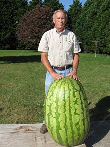 Vistaric 30 Stück Riesen Wassermelone Samen - Hausgarten Pflanze Obst Samen süße Nährstoff - reiches Essen große Wassermelone Samen Hausgarten Pflanze von Vistaric