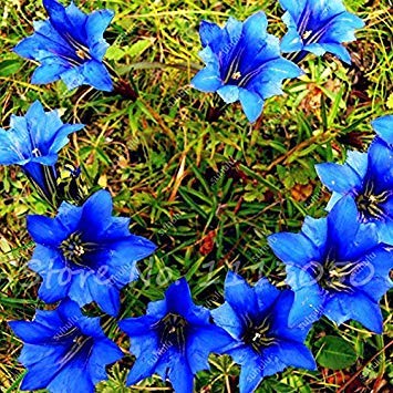 Vistaric Hohe Qualität Bonsai Largeleaf Enzian Samen Mehrjährige Blaue Blumensamen Blühende Pflanzen Diy Hausgarten Haushalt 100 Stücke von Vistaric