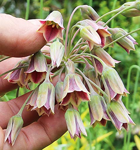 Vistaric Sizilianische Honigliliensamen Allium Bulgaricum Nectaroscordum Seeds Exotische Blumen Zwiebel Roter Allium Pompon Gartenpflanzen Bonsai von Vistaric