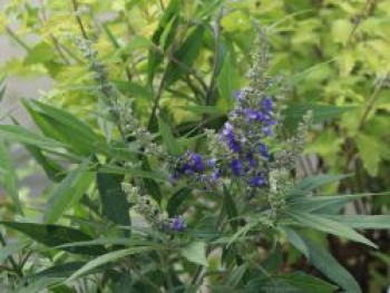 Mönchspfeffer 'Blue Puffball', 10-20 cm, Vitex agnus-castus 'Blue Puffball', Topfware von Vitex agnus-castus 'Blue Puffball'