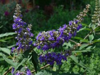 Mönchspfeffer / Keuschbaum First Editions ® 'Delta Blues', Vitex agnus-castus First Editions ® 'Delta Blues', Containerware von Vitex agnus-castus First Editions ® 'Delta Blues'