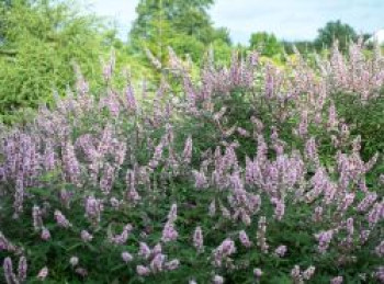 Mönchspfeffer / Keuschbaum 'Pink Pinnacle', 60-80 cm, Vitex agnus-castus 'Pink Pinnacle', Containerware von Vitex agnus-castus 'Pink Pinnacle'