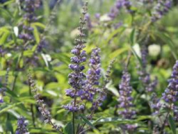 Mönchspfeffer / Keuschbaum, 30-40 cm, Vitex agnus-castus var. latifolia, Containerware von Vitex agnus-castus var. latifolia