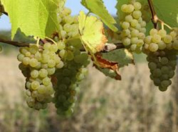 Weintraube 'Bianca', 100-150 cm, Vitis 'Bianca', Containerware von Vitis 'Bianca'