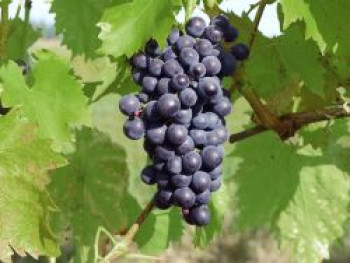 Weintraube 'Dornfelder' ®, 80-100 cm, Vitis vinifera 'Dornfelder' ®, Containerware von Vitis vinifera 'Dornfelder' ®