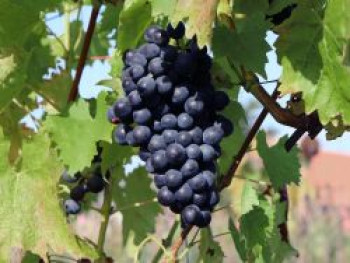 Erdbeertraube 'Isabella' / Weintraube 'Isabella', 80-100 cm, Vitis 'Isabella', Containerware von Vitis 'Isabella'