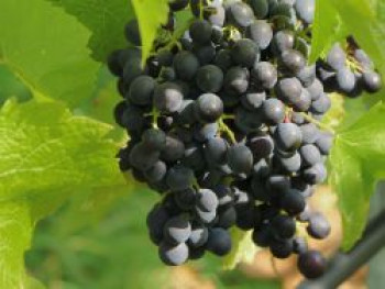 Weintraube 'Königliche Esther', 80-100 cm, Vitis 'Königliche Esther', Containerware Weintraube 'Königliche Esther', 80-100 cm, Vitis 'Königliche Esther', Containerware von Vitis 'Königliche Esther'