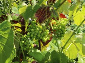 Weintraube 'Lakemont', 100-150 cm, Vitis 'Lakemont', Containerware von Vitis 'Lakemont'