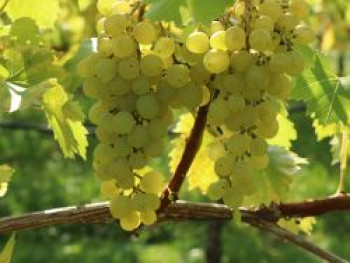 Tafeltraube 'Millenium' ®, 80-100 cm, Vitis 'Millenium' ®, Containerware von Vitis 'Millenium' ®