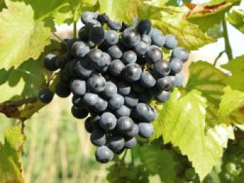 Weintraube 'Muscat Bleu', 80-100 cm, Vitis 'Muscat Bleu', Containerware von Vitis 'Muscat Bleu'