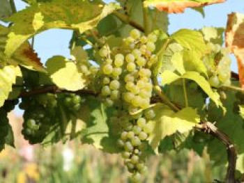 Weintraube 'Phönix', 100-150 cm, Vitis 'Phönix', Containerware von Vitis 'Phönix'